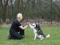 Hundekrankengymnasik Pfalzdorf