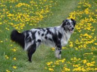 Morpheus of Styrian Forest DNA VP