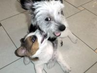 HundeParadies 5-Seen-Land