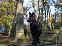 Pikamoz von der schwarzen Natter Bayr. Landesmeister