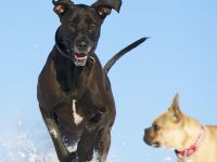 Helden an der Leine – Hundezentrum Oberbayern