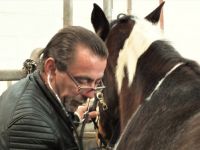 mobile Tierheilpraxis im Harz und Umland