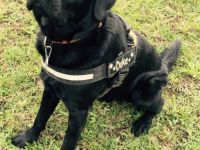 Dobby-Duke vom Hexenquell