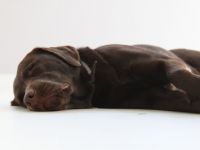 Mobile Hundeschule Kirsten Wilson