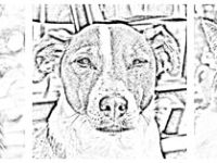 Tiernaturheilpraxis Kimbanda