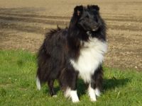 Candy von Yoschy VDH/FCI