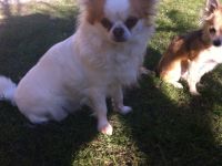 Xambo de la Casa Fantastico ( Rufname Balou )