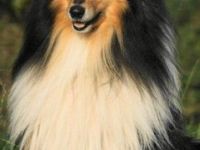 Flash Black De La Chapelle Aux Arbres