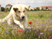 Hundeschule TopDog Großziethen