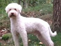 Barneby vom Hoffmannseck