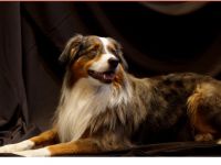 Netis of Woodlake Germany