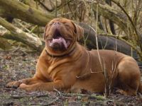 Forman from old Shadow