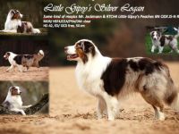 Little Gipsy's Silver Logan RNX DNA-VP