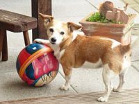 Hundepension privat in Köln Vogelsang