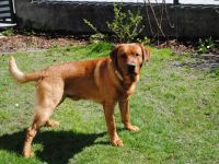 Groovy red Vegas vom Loderberg