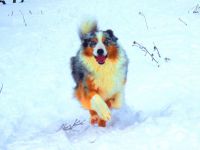 Wurfplanung Herbst 2024!