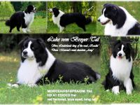 Wir erwarten Australian Shepherd Welpen um den 31.12.2025