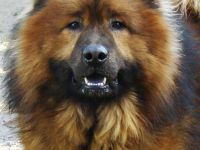 IDOL    OF  NORDIC  ISLAND