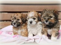 Little Ewoks
