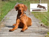 Hundeverhaltensberatung Spezialfelle