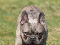 Hugo Boss vom Westerwald