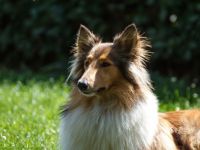 TiPSY - Tierpsychologische Hundepension