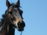 Klassische Homöopathie, mobile Naturheilpraxis für Tiere