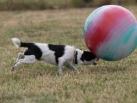 Hundeschule Gütersloh OWL