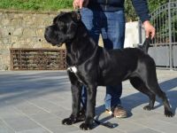 Allevamento dei Grausi