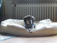 Pfotenstarke Hundebetreuung für alle Felle