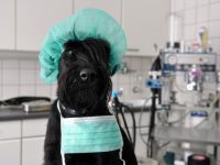 Tierärztliche Praxis und Tierklinik Kaisereiche