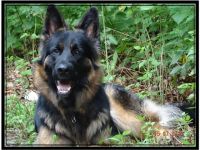 Hunter vom Schattenwolf