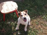 Little Hunter Amaretto