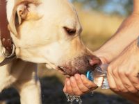 Das Geheimnis des Hundeflüsterns