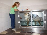 Hundephysiotherapie und Osteopathie Bianca Lies