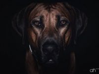 Multi.Ch. Bakiri zum Weissen