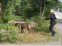 Canicor Mobile Hundeschule