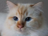 Heilige Birma vom Sonnenbusch