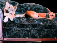 Graupelz & Co mobile Tierpflege und Hundeschule