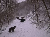 Pfötchenbetreuung-Bad Münstereifel