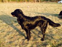 Cuno vom Victorburer Flat