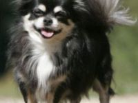 Zwergentreff für alle kleinen Hunde bis 6 Kg.