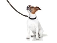 Erziehungskurs ab 5/6 LM