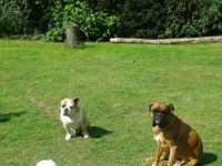 Tierpension Burgwedel Wedemark Hannover Celle