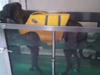 Tiertherapie Berlin - Tierphysiotherapie & Tiergesundheit