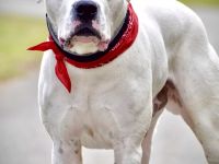 DECKRÜDE reinrassiger schöner Dogo Argentino