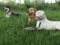 Hundetrainer Ausbildung persönlich (m/w/d)