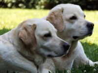 Hund in Form Ina Rohde