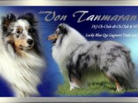 Dt.J.Ch. Club, dt.Ch.Club & dt.Ch. VDH Lucky blue Qui