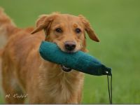 Hundeschule Retrievertreff Peberg